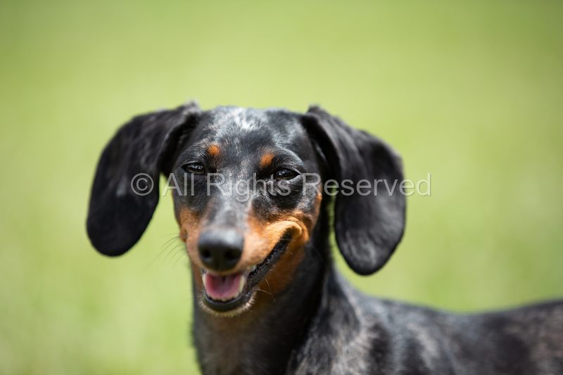 Sasha