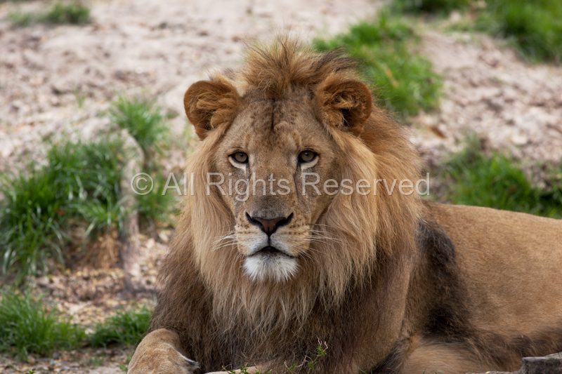 Wild Life