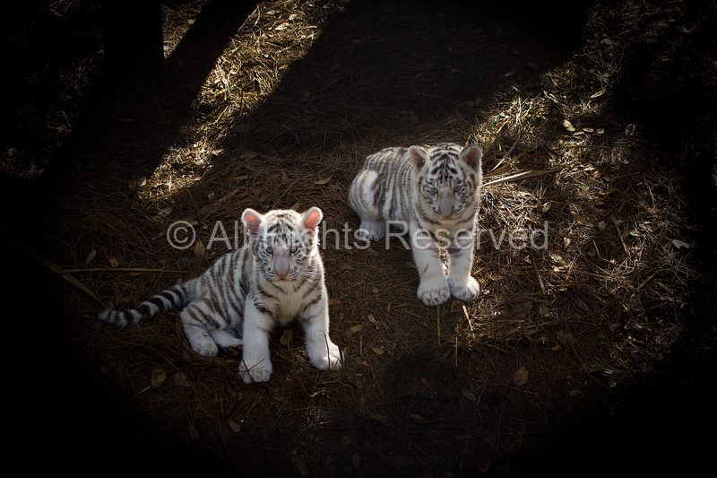 Wild Life