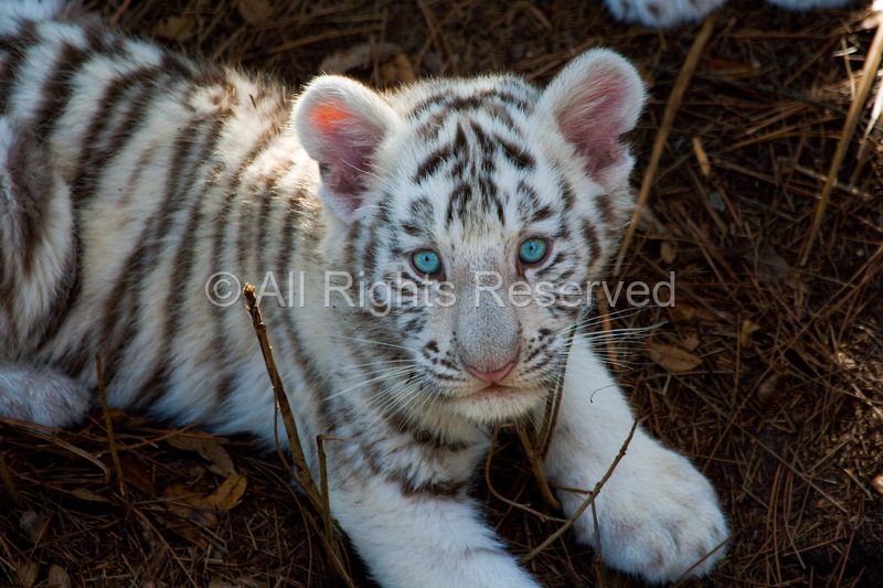 Wild Life