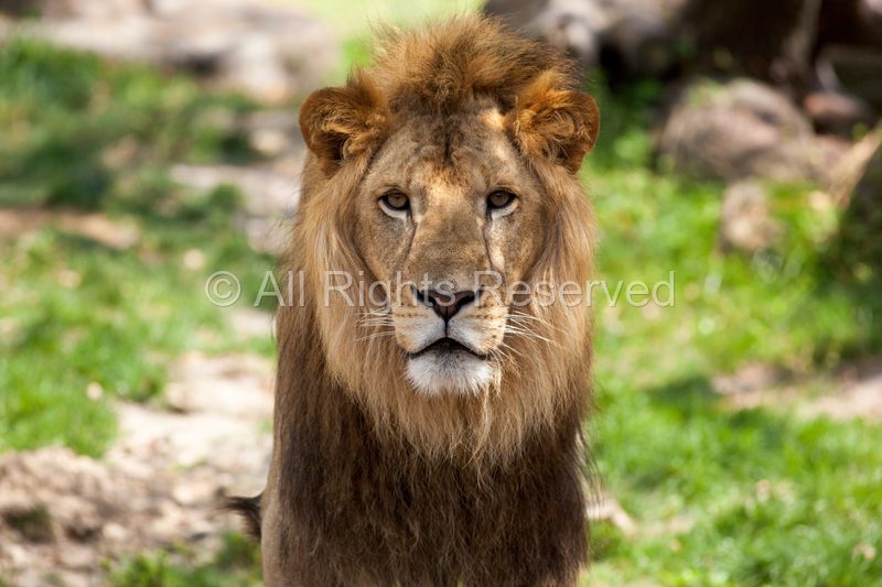 Wild Life