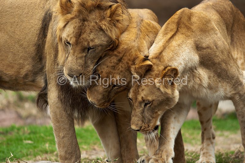 Wild Life
