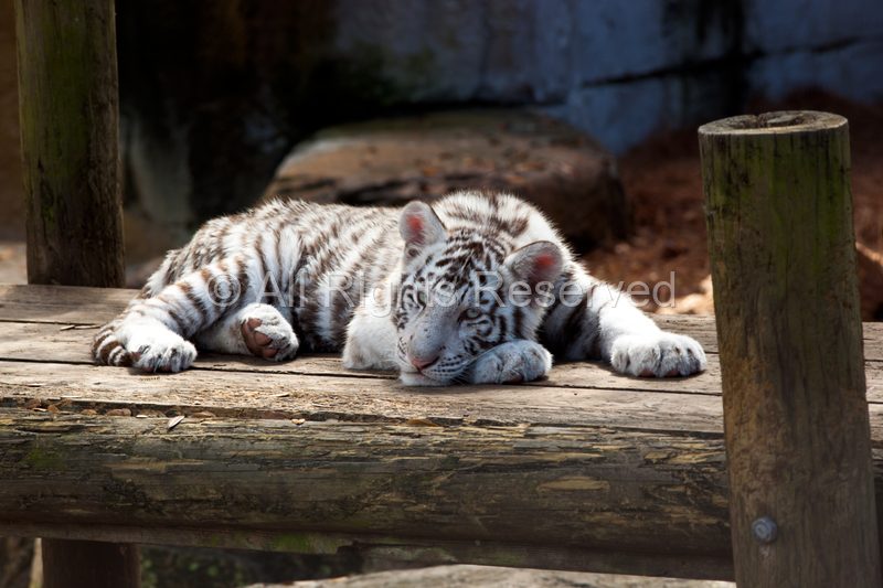 Wild Life