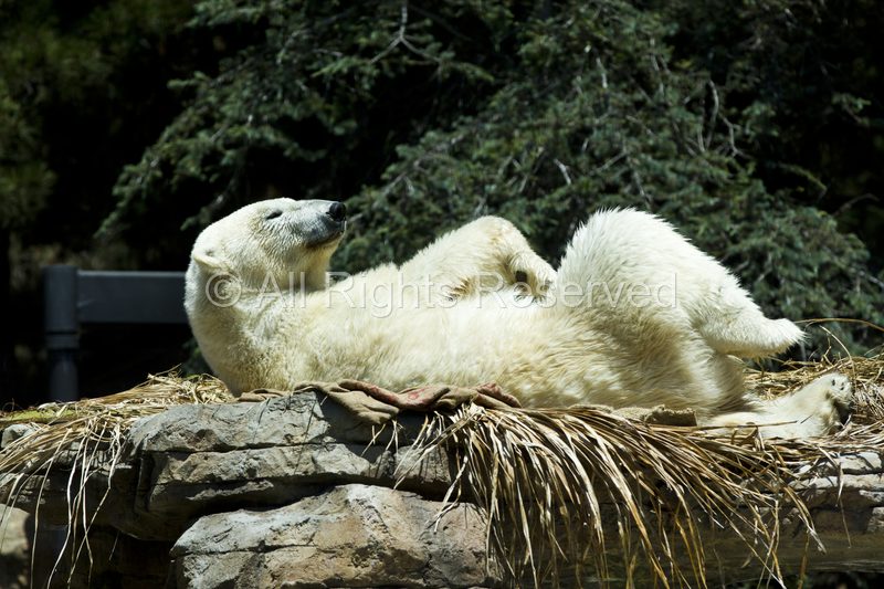 Wild Life