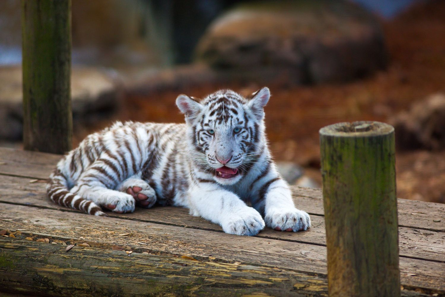 Wild Life